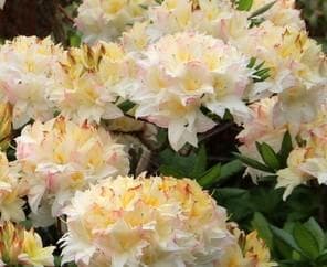Rhododendron 'Ben Cruachan'