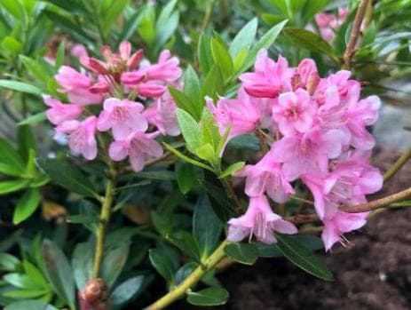 Rhododendron 'Bloombux' ®