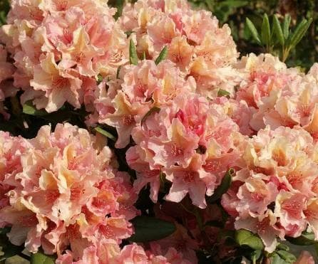 Rhododendron 'Brasilia'
