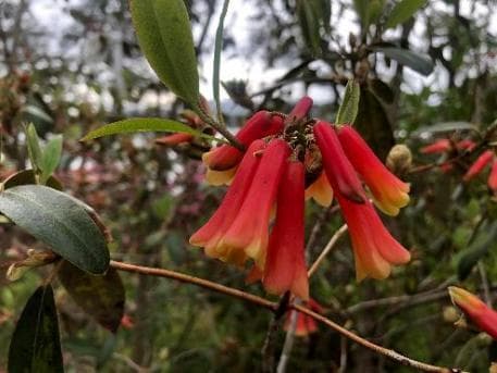 Rhododendron 'Cinnkeys'