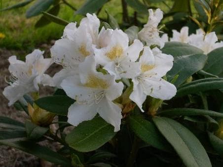 Rhododendron 'Cunningham's White'