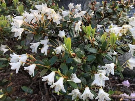 Rhododendron 'Egret'