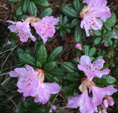 Rhododendron 'February Dawn'