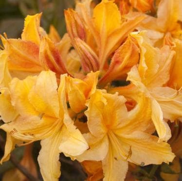 Rhododendron 'Golden Light'