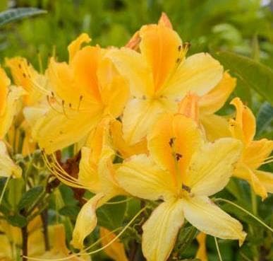 Rhododendron 'Goldtopas'