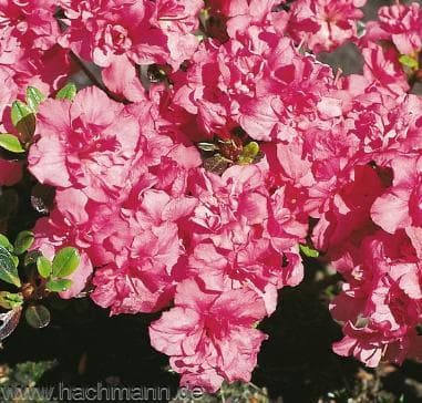 Rhododendron 'Hachmann's Rokoko'