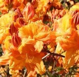 Rhododendron 'Klondyke'