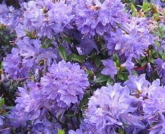 Rhododendron 'Lauretta'