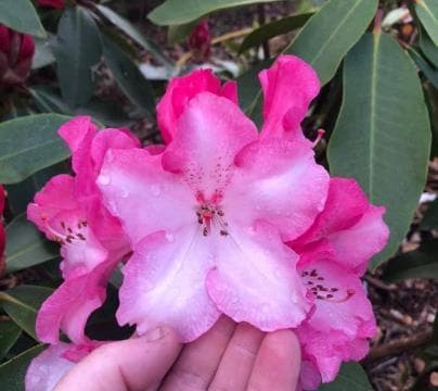 Rhododendron 'Lem's Monarch' hybrid