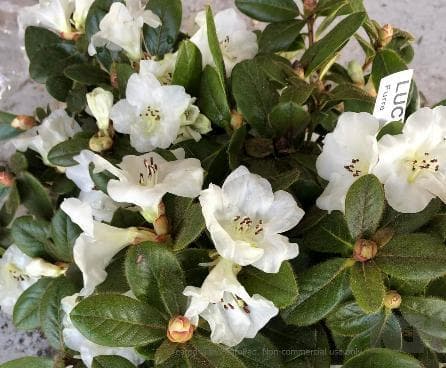 Rhododendron 'Lucy Lou'