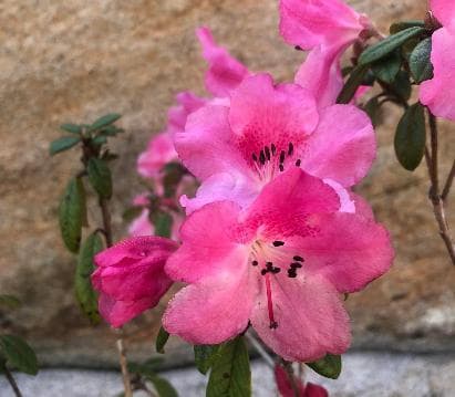 Rhododendron 'Plover'