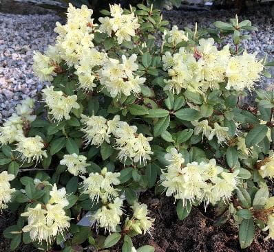 Rhododendron 'Princess Anne'