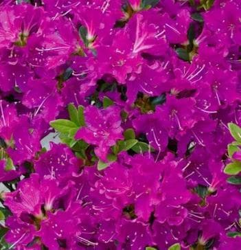 Rhododendron 'Purpurtraum'