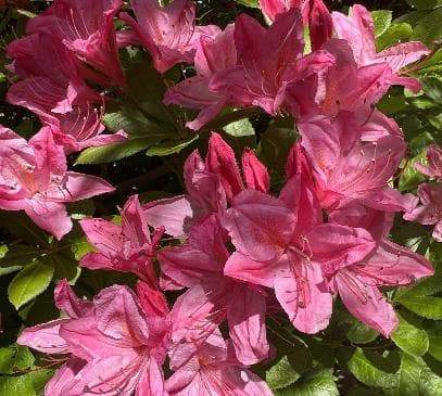 Rhododendron 'Rosata'