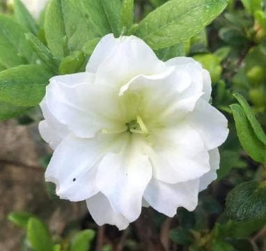 Rhododendron 'Schneeperle'