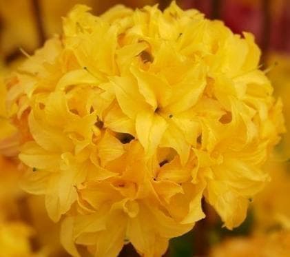 Rhododendron 'Sunstar'