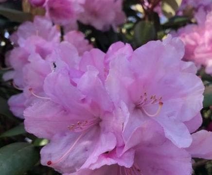 Rhododendron 'Vater Böhlje'