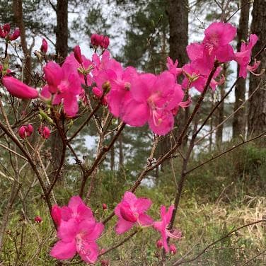 Rhododendron albrechtii