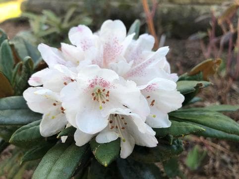 Rhododendron alutaceum var. russotinctum F19574 Windsor Form