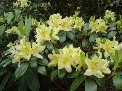 Rhododendron ambiguum