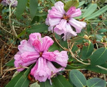 Rhododendron anthosphaerum
