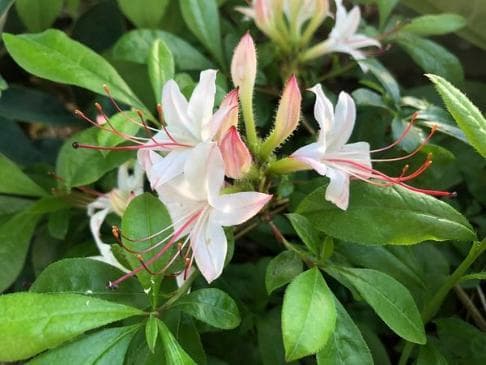 Rhododendron arborescens