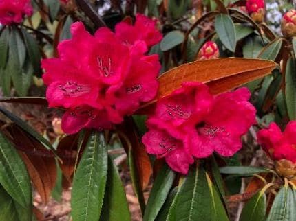 Rhododendron arboreum ssp. cinnamomeum
