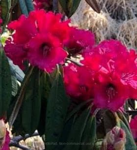 Rhododendron arboreum ssp. cinnamomeum var. roseum