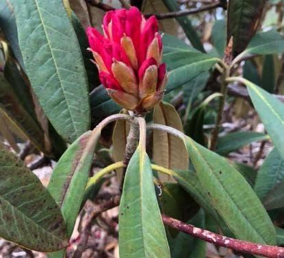 Rhododendron arboreum ssp. delavayi