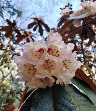 Rhododendron arizelum