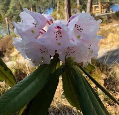 Rhododendron asterochnoum