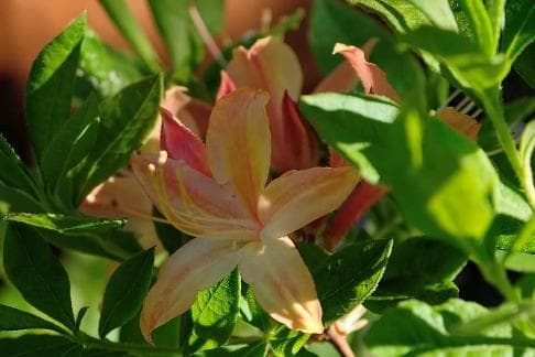 Rhododendron atlanticum x calendulaceum
