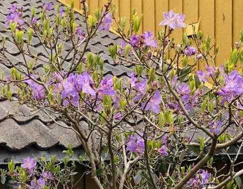 Rhododendron augustinii 'Electra'