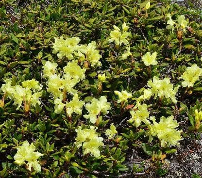 Rhododendron aureum 'Dwarf Form'