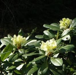 Rhododendron aureum var. hypopitys