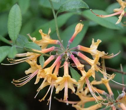 Rhododendron austrinum