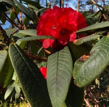 Rhododendron barbatum