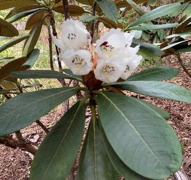 Rhododendron basilicum