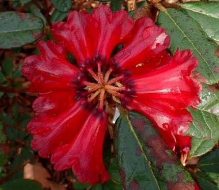 Rhododendron beanianum