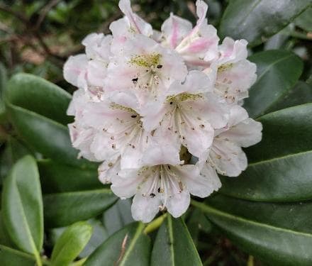 Rhododendron brachycarpum ssp. fauriei
