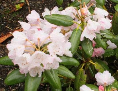 Rhododendron brachycarpum var. roseum