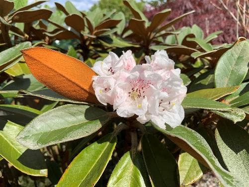 Rhododendron bureavii 'Dawyck Form'