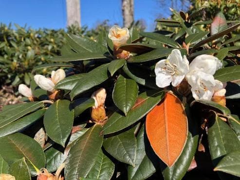 Rhododendron bureavii x Rhododendron pachysanthum