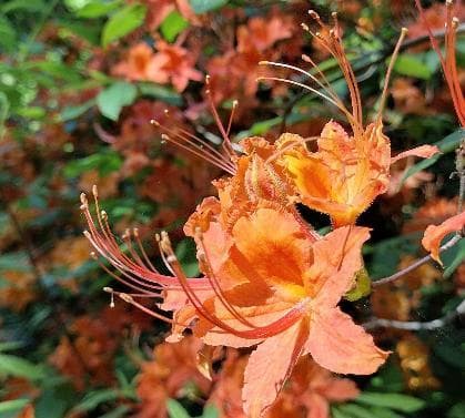 Rhododendron calendulaceum
