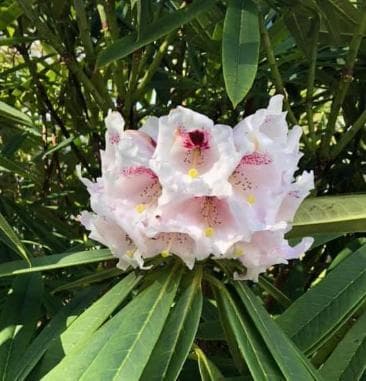 Rhododendron calophytum var. openshawianum
