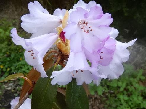 Rhododendron campanulatum