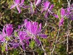 Rhododendron canadense