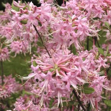 Rhododendron canescens