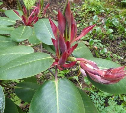 Rhododendron cardiobasis