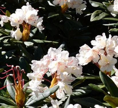 Rhododendron caucasicum